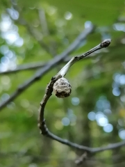 Liocranidae