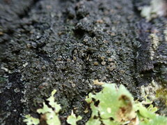 Fuscopannaria leucosticta