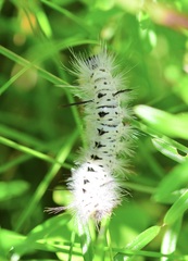 Lophocampa caryae
