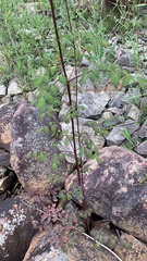 Thalictrum dasycarpum