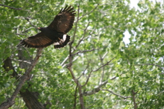 Buteogallus anthracinus