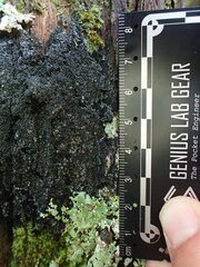 Fuscopannaria leucosticta