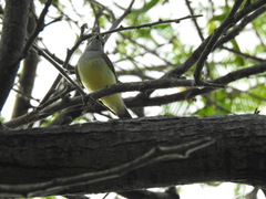 Myiopagis viridicata