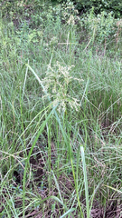Scirpus cyperinus