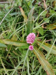 Persicaria amphibia