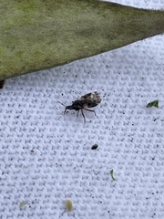 Anthocoridae