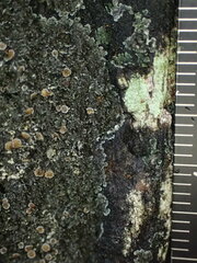 Fuscopannaria leucosticta