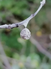 Liocranidae