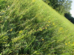 Silphium asteriscus latifolium