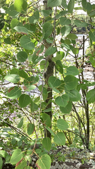 Populus tremuloides