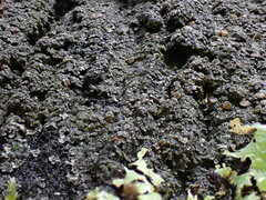 Fuscopannaria leucosticta