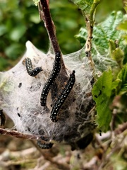 Eriogaster arbusculae