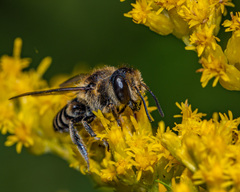 Megachile rotundata