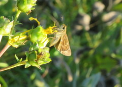 Atalopedes campestris