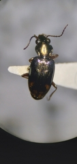 Bembidion