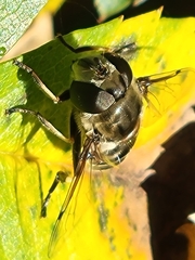 Eristalis dimidiata