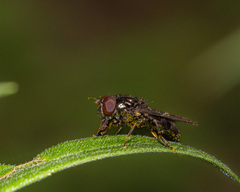 Platycheirus obscurus
