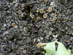 Fuscopannaria leucosticta