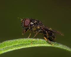 Platycheirus obscurus