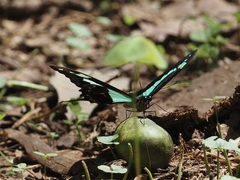 Papilio phorcas