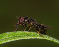 Platycheirus obscurus