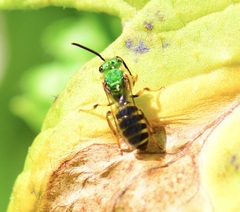 Agapostemon virescens