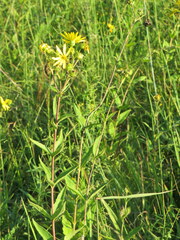 Silphium asteriscus latifolium