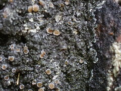 Fuscopannaria leucosticta