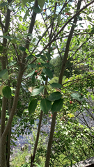 Amelanchier arborea