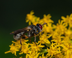 Thecophora