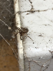 Zygiella x-notata