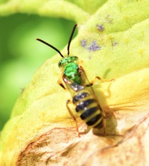Agapostemon virescens