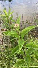 Eutrochium maculatum
