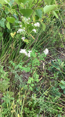 Thalictrum pubescens