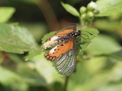 Acraea