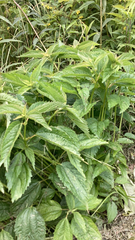 Boehmeria cylindrica