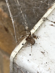 Zygiella x-notata