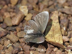 Eicochrysops hippocrates