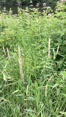 Phalaris arundinacea