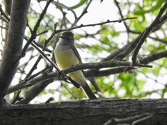 Myiopagis viridicata