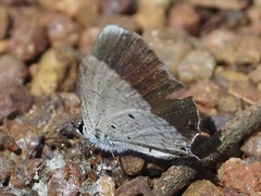 Eicochrysops hippocrates