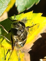 Eristalis dimidiata