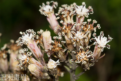 Syneilesis hayatae