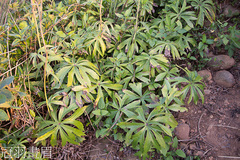 Syneilesis hayatae