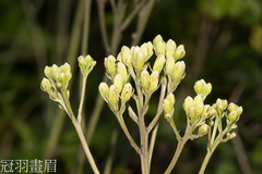 Syneilesis hayatae