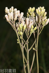 Syneilesis hayatae