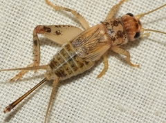 Eumodicogryllus bordigalensis