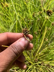 Cyperus niger