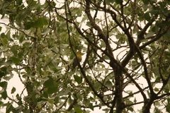 Vireo flavifrons