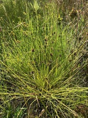 Cyperus niger